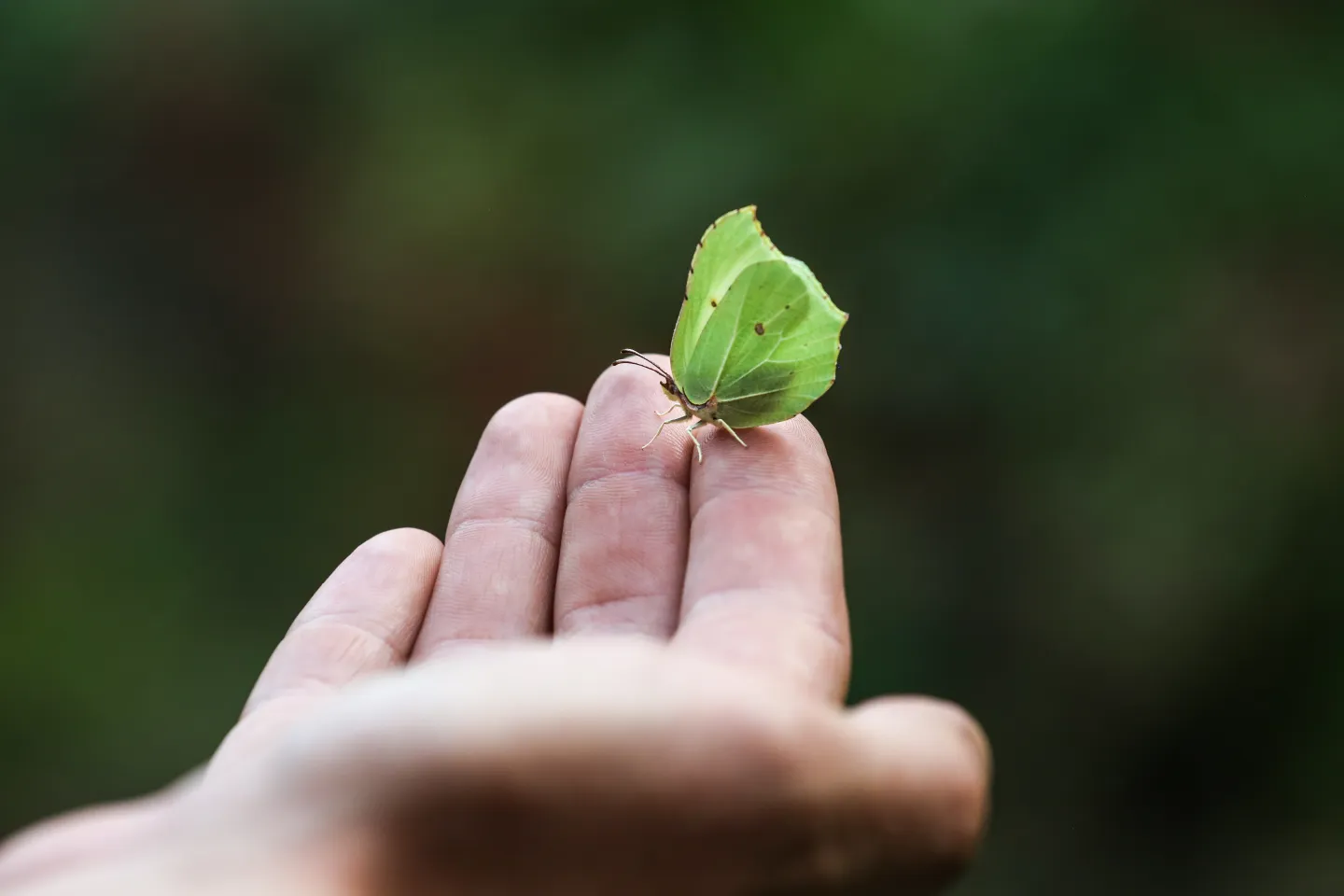 Schmetterling auf einer Hand
